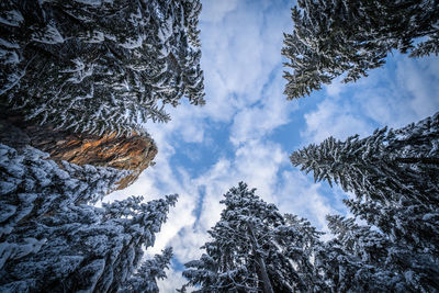 Low angle view of pine trees against sky, with rock