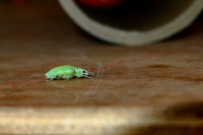 High angle view of insect on wooden table