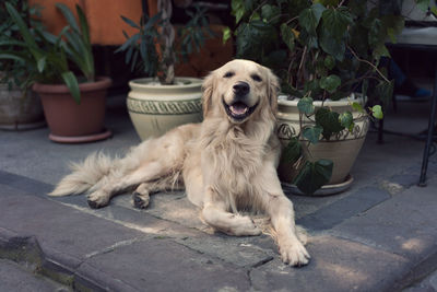 Portrait of dog on potted plant