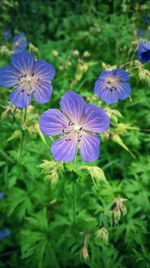 Close-up of purple flowers blooming outdoors