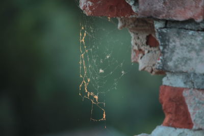 Close-up of spider web on old brick wall