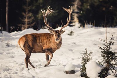 Deer standing on snow covered field