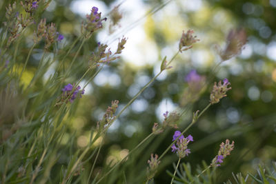 plant