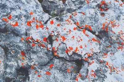 High angle view of orange lichen on rocks