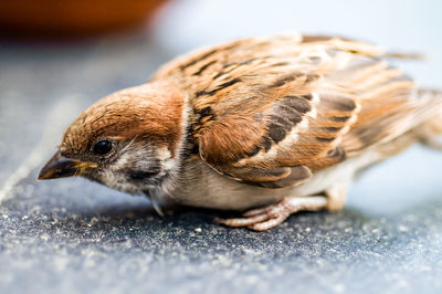 Hungry bird