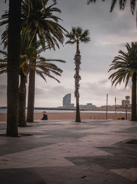 Palm trees on beach against sky during sunset