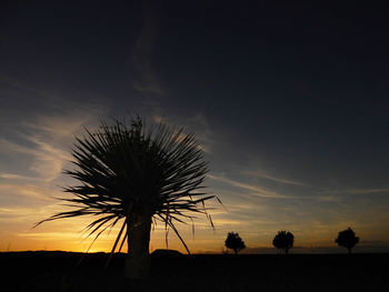 Silhouette tree on field against sky at sunset