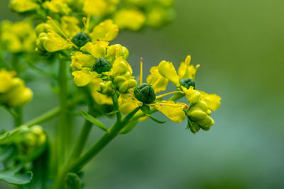 Close-up of yellow flowering plant