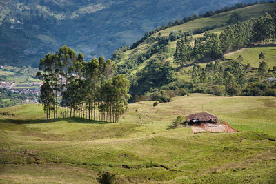 Scenic view of agricultural field