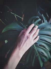 Close-up of woman touching plant