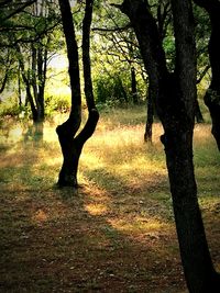 Trees in forest