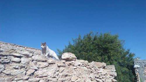 View of an animal on rock against clear blue sky