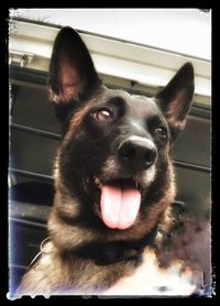 Close-up portrait of a dog