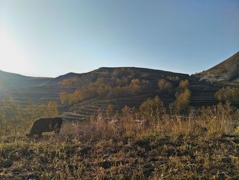 Scenic view of field against clear sky