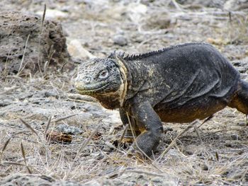 Close-up of lizard