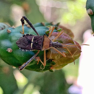 Close-up of insect on leaf