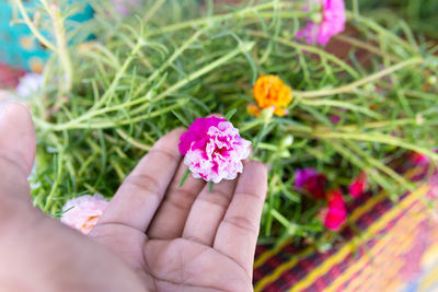 Close-up of hand holding pink flower