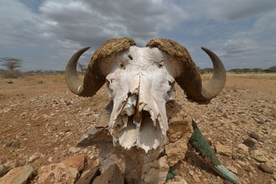 Close-up of animal skull