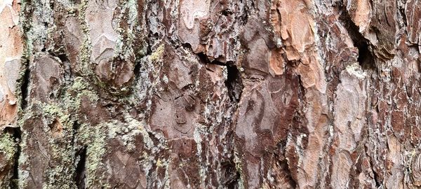 Full frame shot of tree trunk
