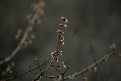 Close-up of flowering plant against blurred background