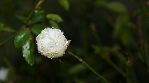 Close-up of white flowers