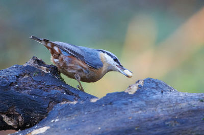 Nuthatch in