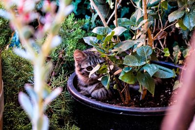 Cat by plants