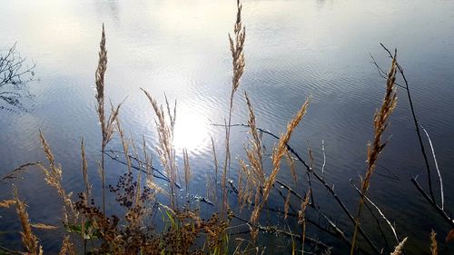 High angle view of plants at lakeshore