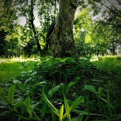 View of trees growing in field