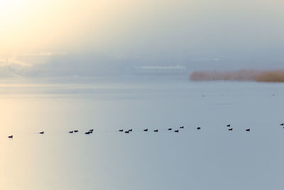 Flock of birds flying against sky