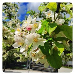 Close-up of white flowers