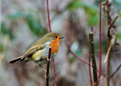 Close-up of bird perching outdoors