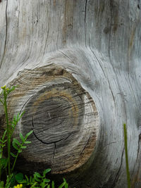 Full frame shot of tree trunk