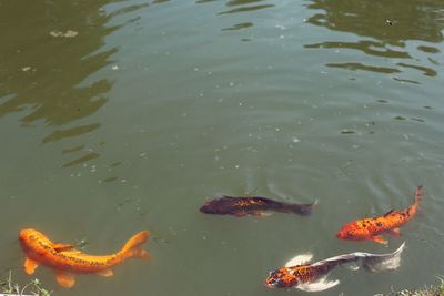 High angle view of koi carps swimming in lake