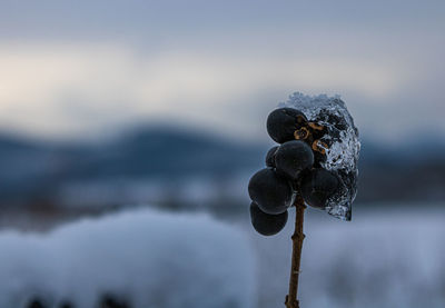 Close-up of rusty chain on rock against sky