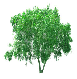 Close-up of coconut against white background