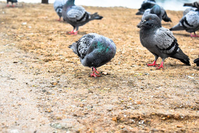 Pigeons perching on a field