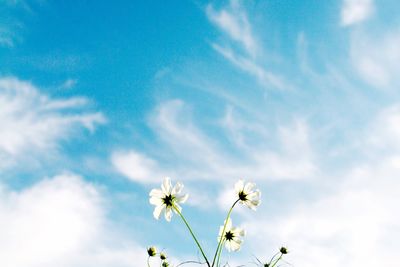 Low angle view of white flowers blooming against cloudy sky