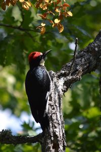 Low angle view of bird perching on tree