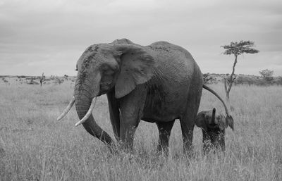View of elephants on field