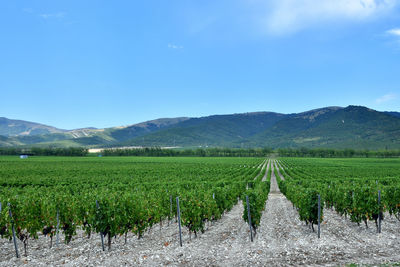 Scenic view of vineyard against clear sky