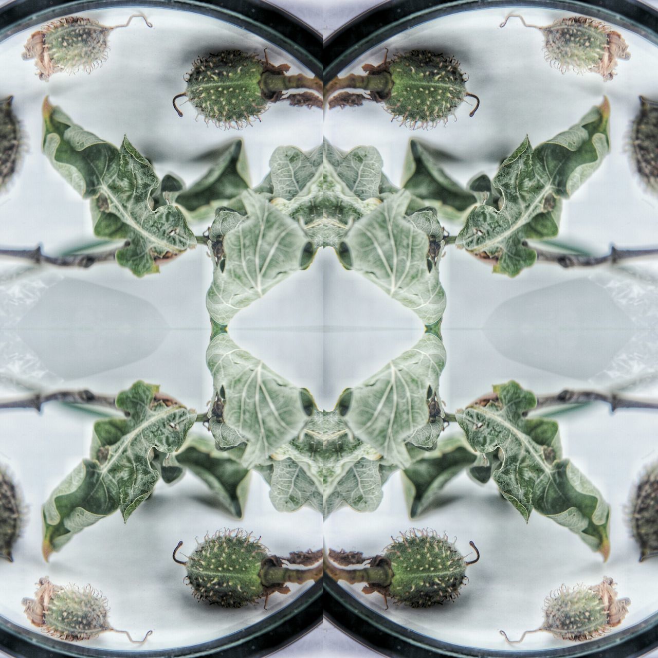 leaf, freshness, indoors, plant, green color, high angle view, water, growth, close-up, food and drink, nature, potted plant, directly above, no people, food, glass - material, day, reflection, plate, healthy eating