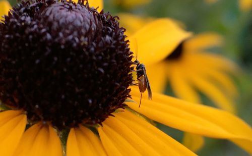 Close-up of insect on yellow flower