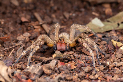 Brazilian wandering spider phoneutria nigriventer