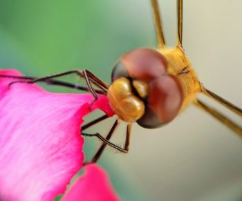 Close-up of insect on pink flower