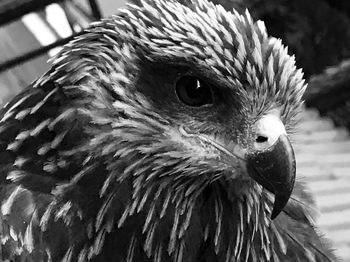 Close-up of a bird