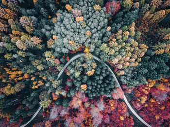 High angle view of autumn leaves on rock