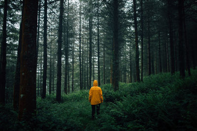 Rear view of man walking in forest