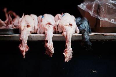 Close-up of dead chickens