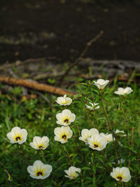 Close-up of white flowering plants on field